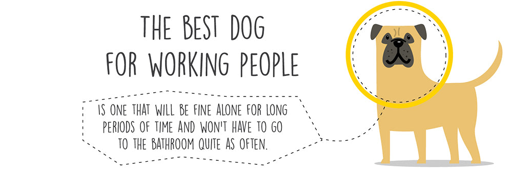 dog-for-working-people
