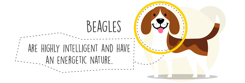 intelligent-energetic-beagle