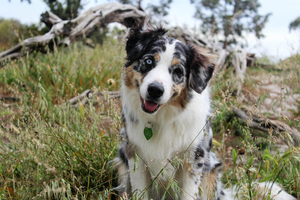 australian-sherperd-head-tilt