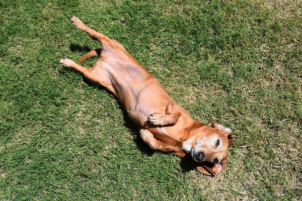 Dachshund Dog Relax 