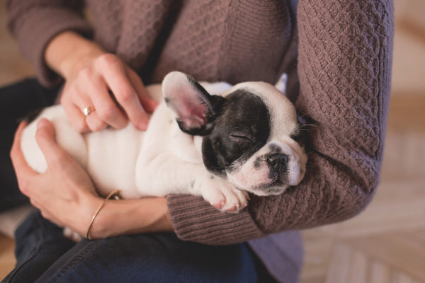 Woman holding a sleeping french bull dog puppy