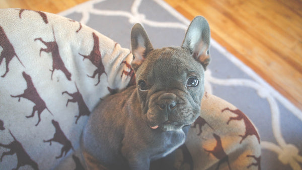 french-bulldog-in-bed