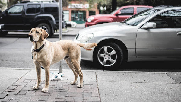 Dog on the street with a car beside