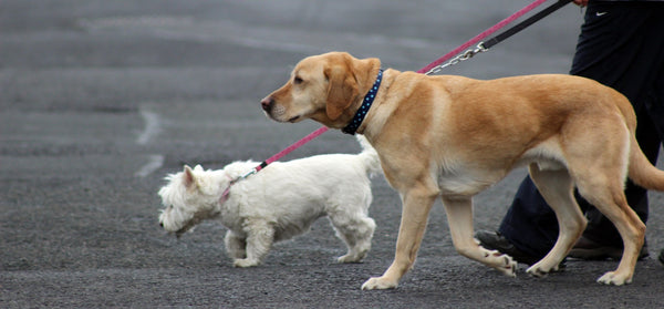 Two dogs taking a walk together