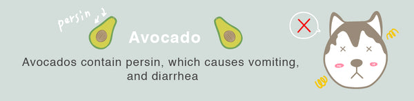 avocado dog healthy toxic food fruits