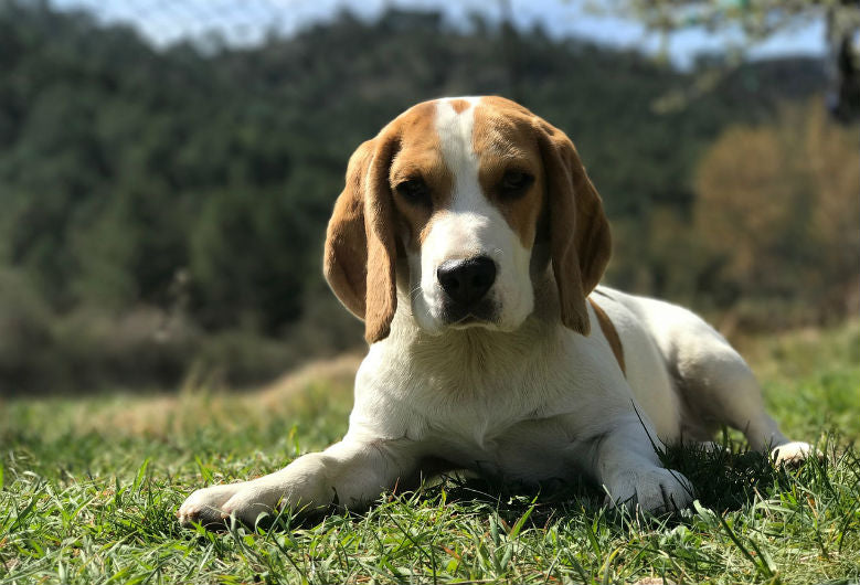 cute-beagle-dog