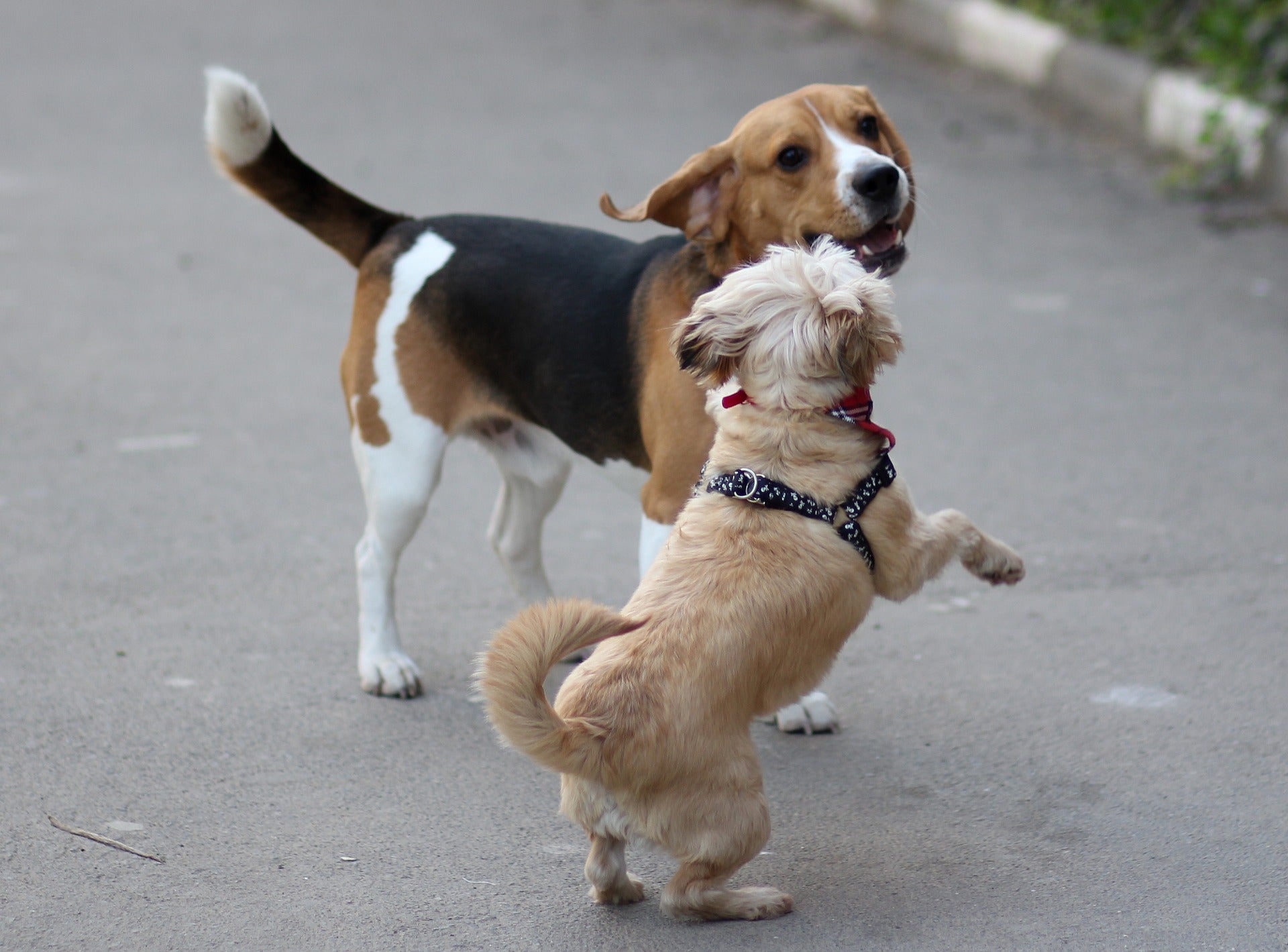 beagles and other dogs