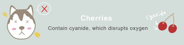 cherries dog healthy toxic food fruits