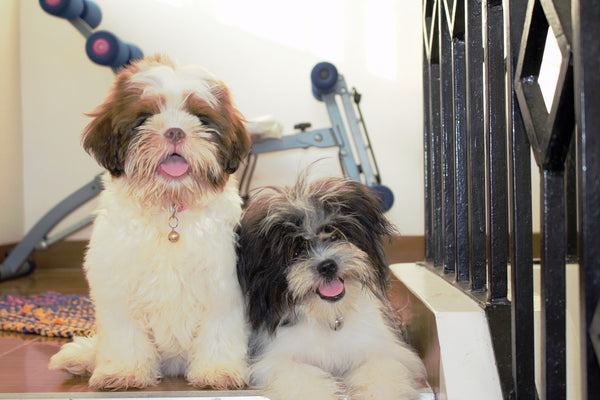 Two Lhasa Apso cuddling together at home 