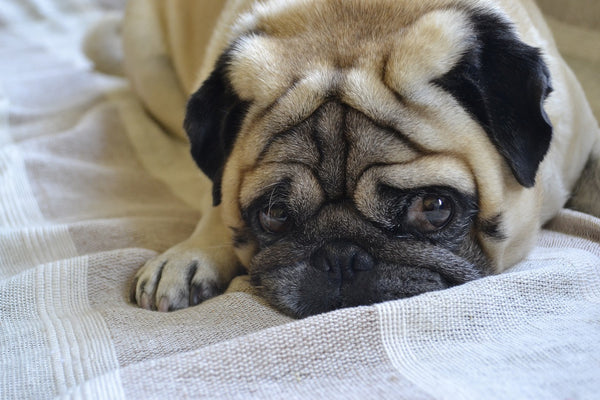 Pug laying with sad face