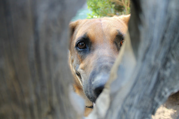 Dog peeking from a hole 