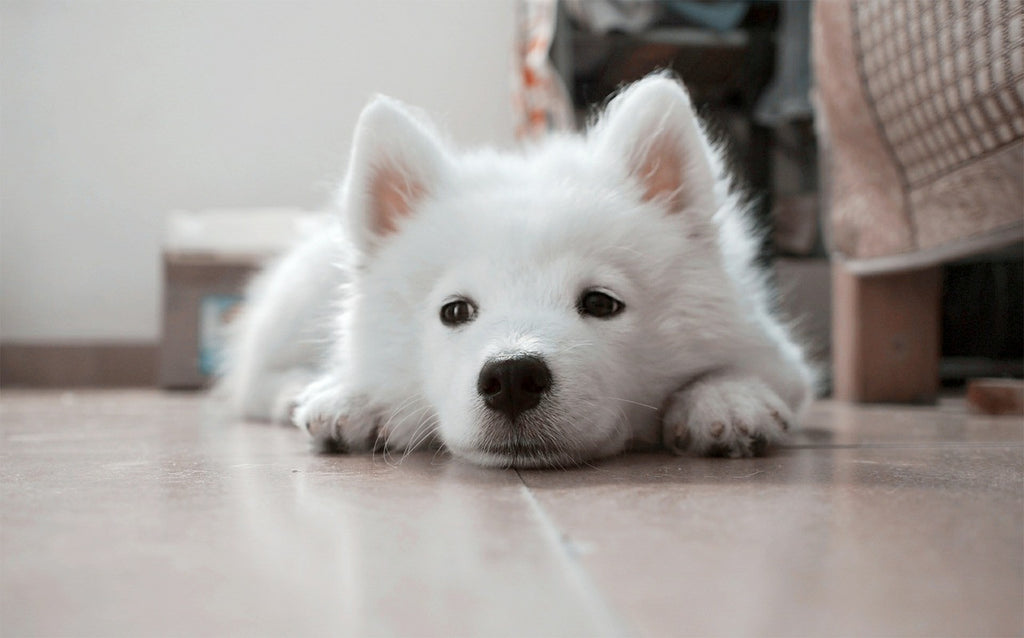sad dog on floor