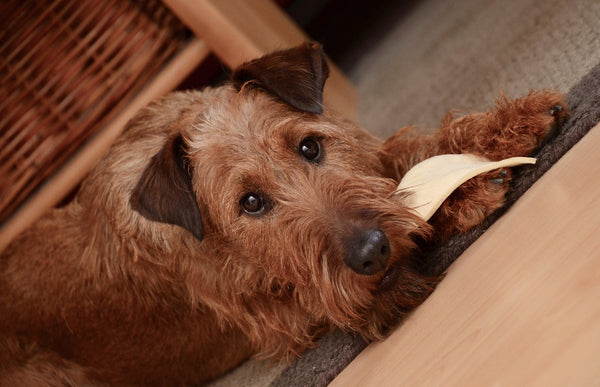 Terrier eating snack