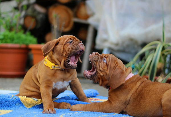 Two puppy fighting at the back yard