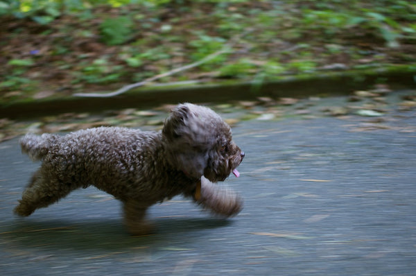 Toy Poodle running fast 