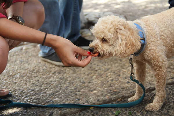 Woman giving her poodle treats on the street
