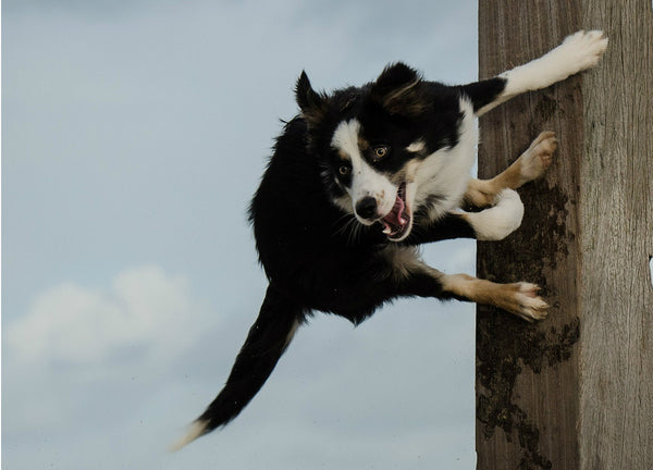 Dog jumping and looks really excited