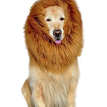 dog-costume-lion