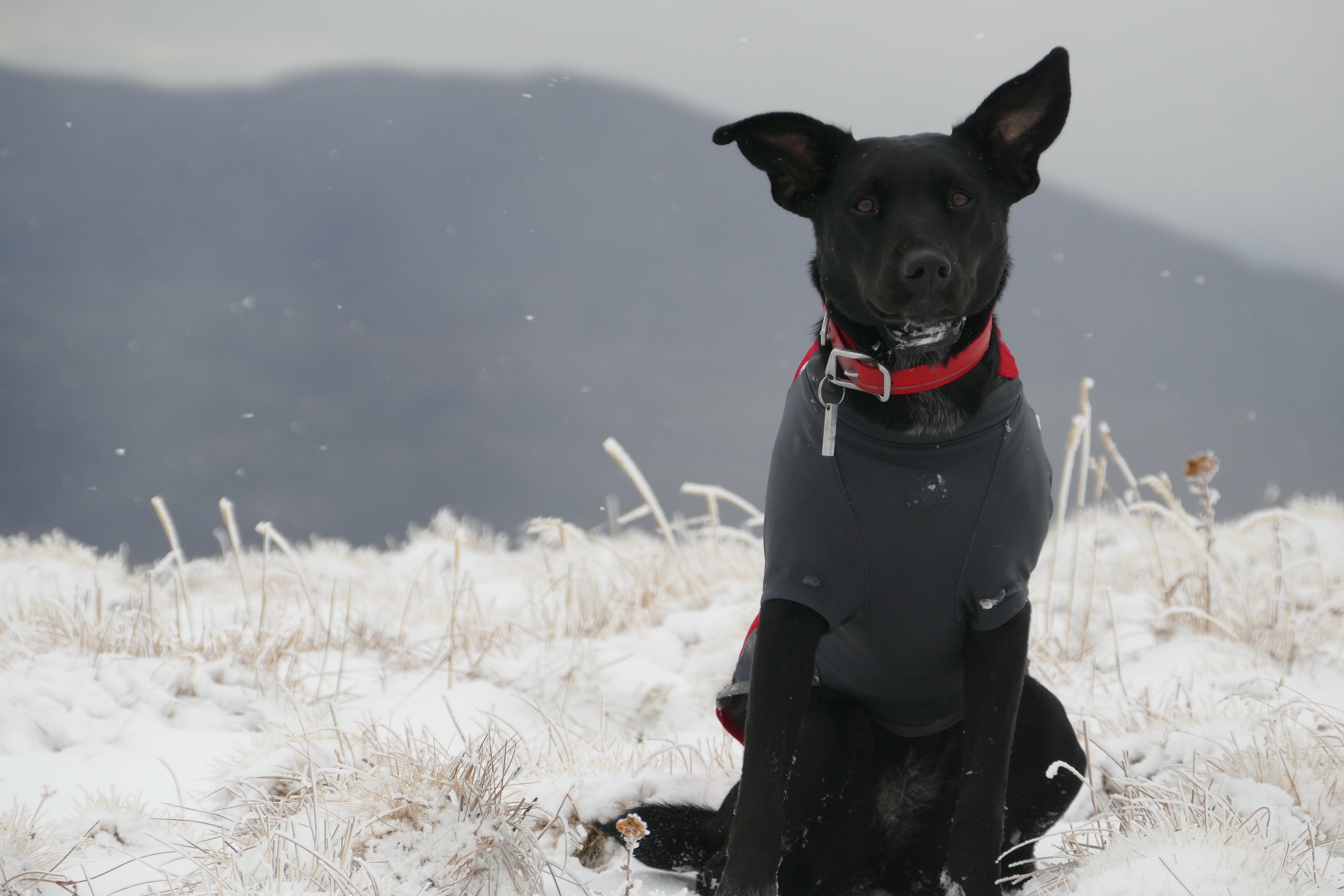 dog wearing sweater