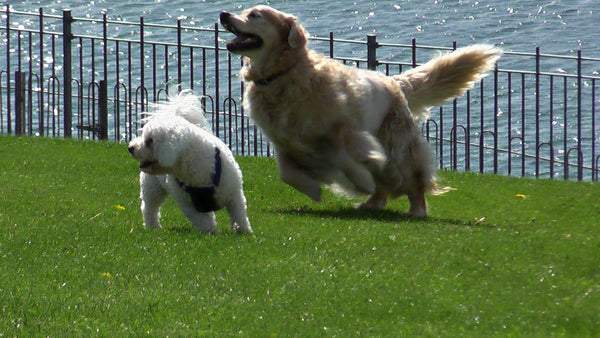 Two Dog playing at park