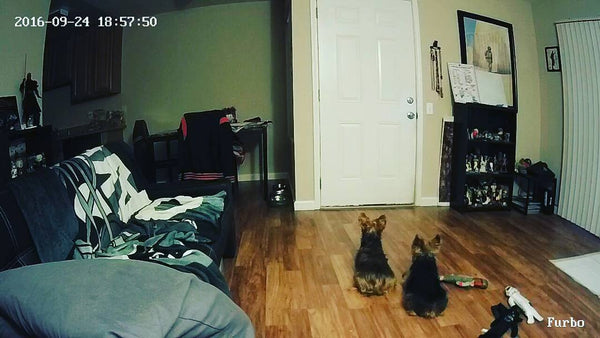 3 dogs waiting infront of door