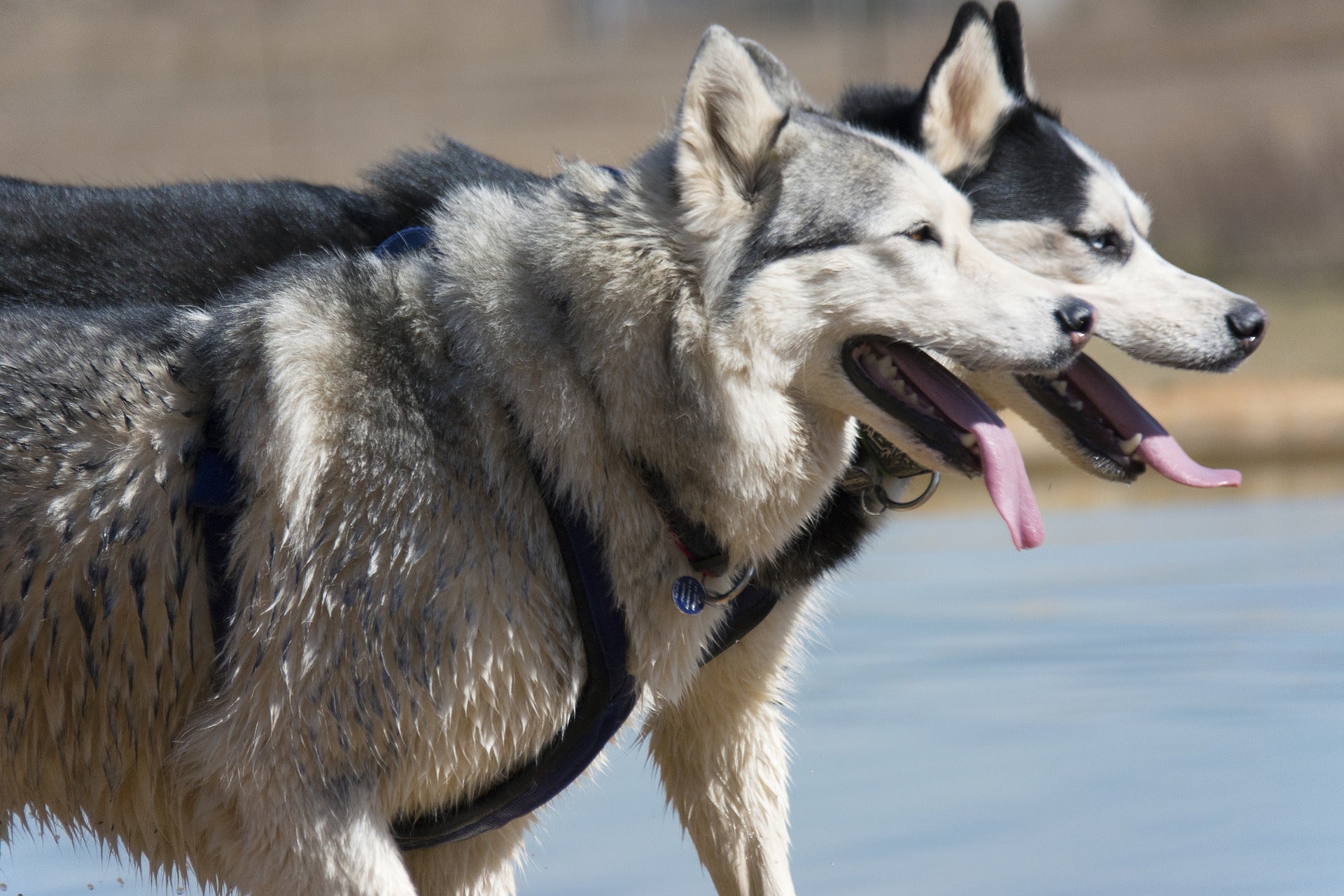 friendly siberian husky