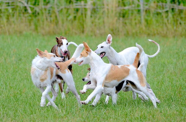 dogs-playing-together