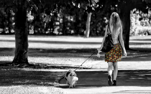 dog-and-owner-walking-together