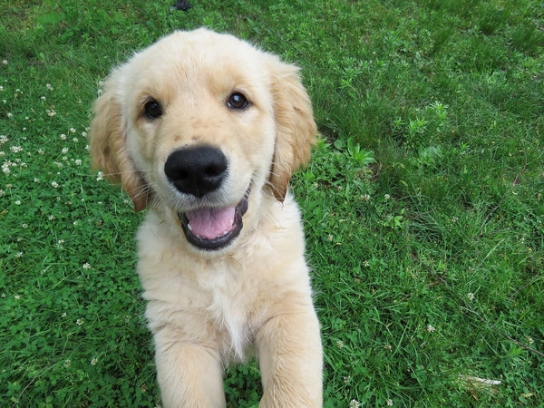 Golden Retriever Puppy smiling