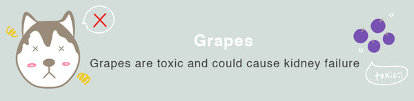 grapes dog healthy toxic food fruits