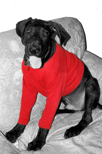 warm dog sweater cold winter