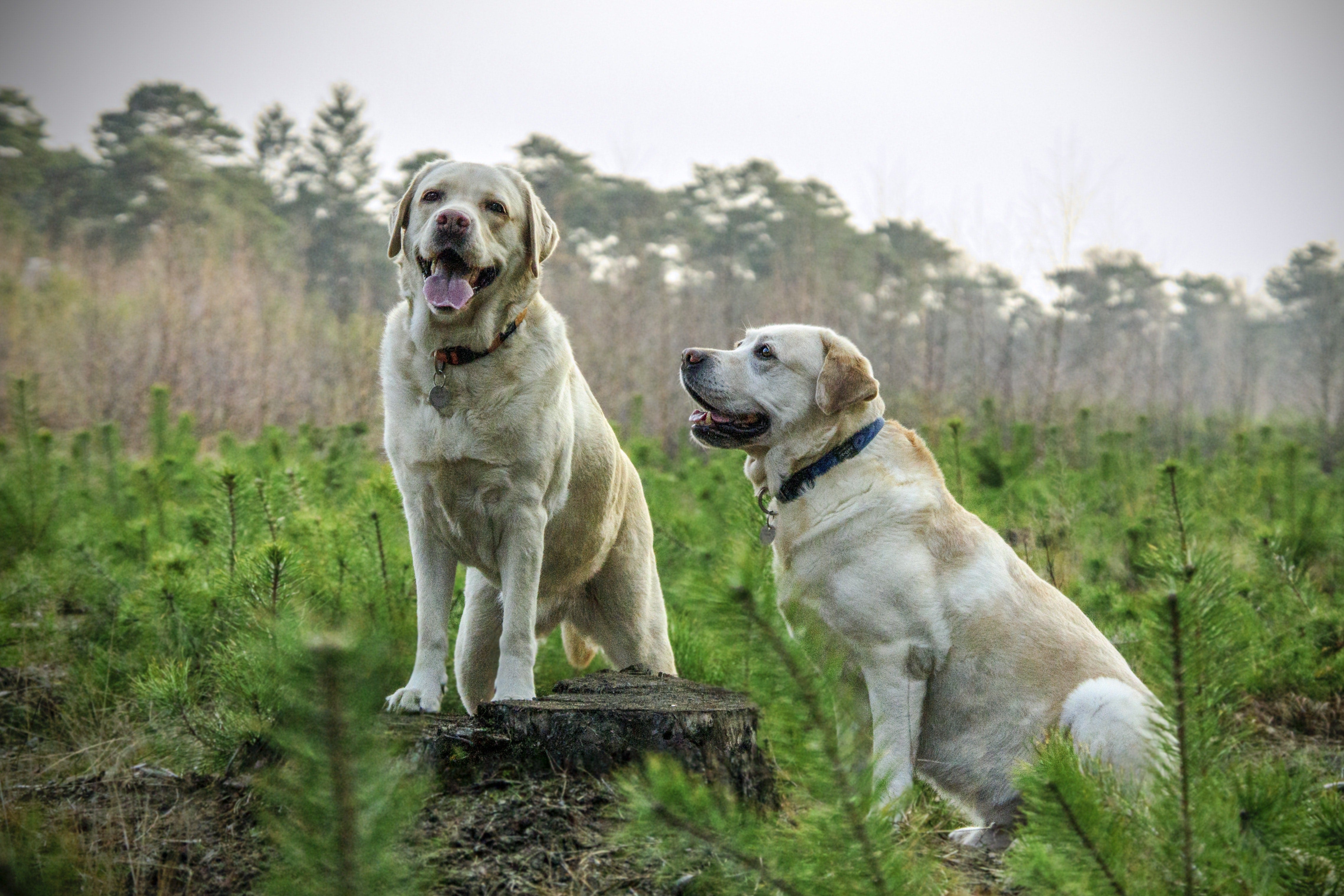 labs like other dogs