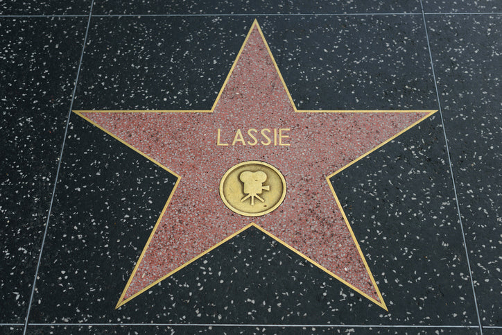 lassie hollywood star