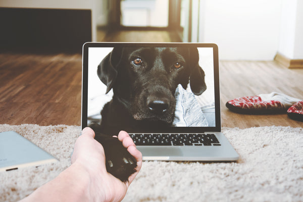 labrador retriever skyping and holding hand with mom