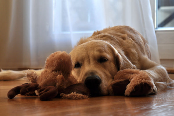 dog laying on the floor with his fluffy toy 