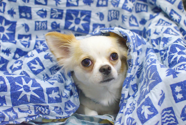 Chiwawa hiding under a blanket