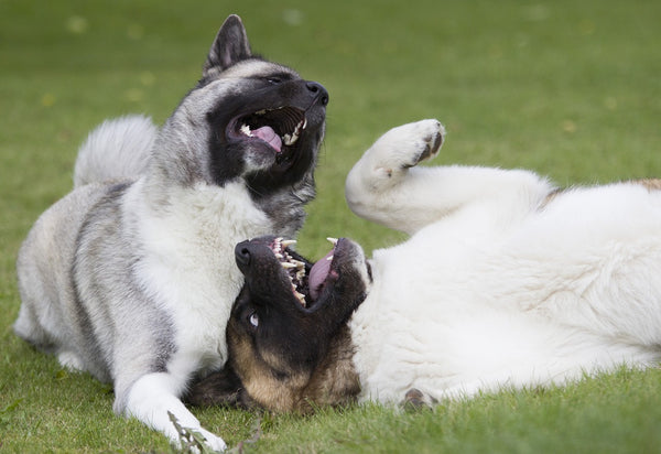 Two dogs playing on the grass
