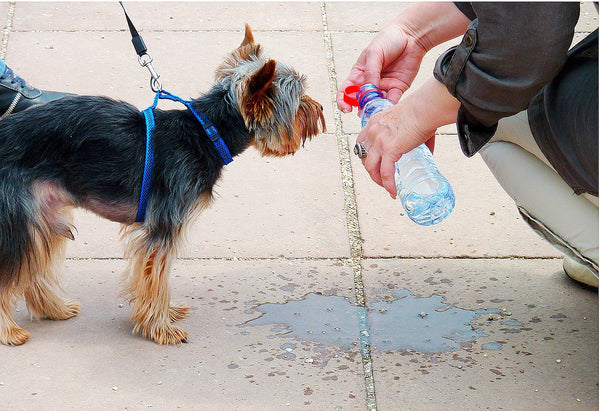 yorkshire-terrier-drinks-water