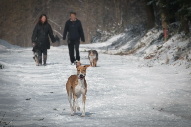 walk-dog-snow