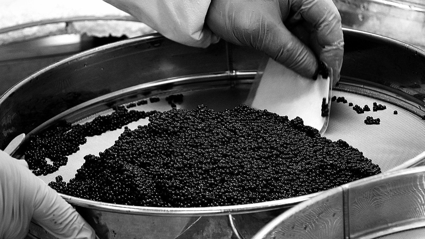 Attilus Caviar - Art of La creazione del caviale