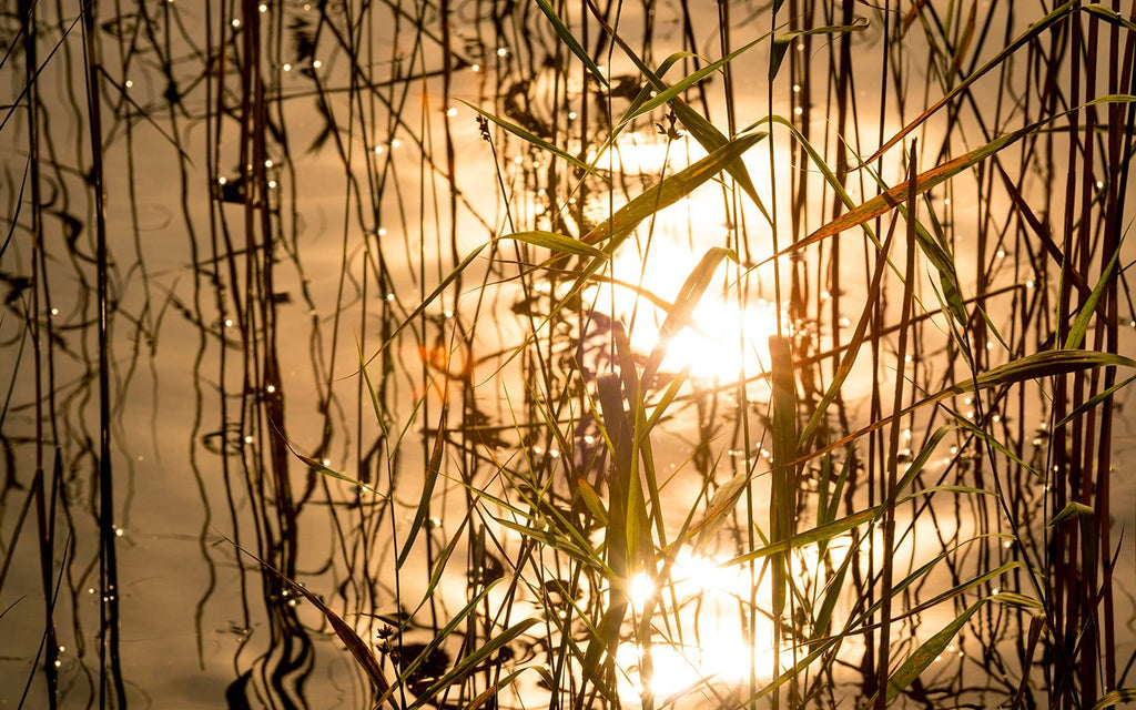 Schilf im Sonnenuntergang eines Stör Teiches | Attilus Kaviar