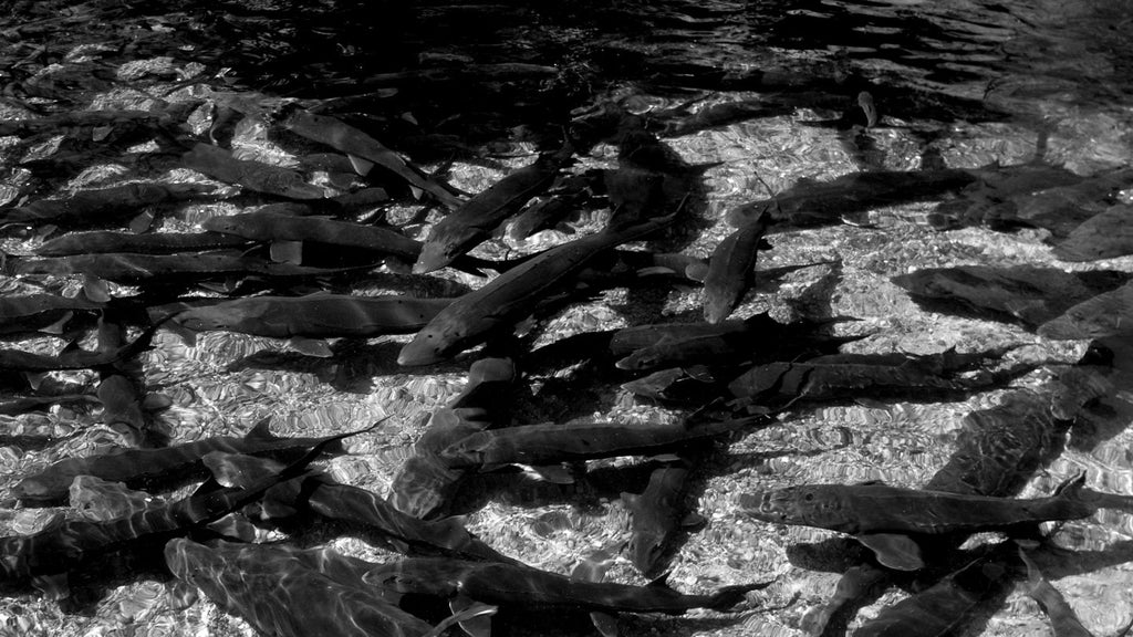 Störe zur Herstellung von Kaviar schwimmen in glasklarem Wasser | Attilus Kaviar