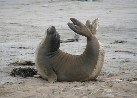 seal_stretching