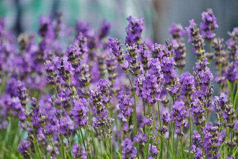 lavender essential oil for longer hair