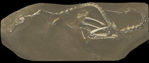 Fossil of Halszkaraptor