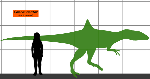 Size of the Concavenator relative to a human