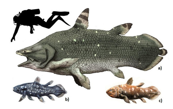 Mawsonia, Coelacanth sizes