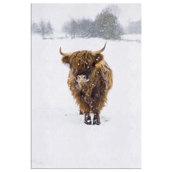 highland cow in snow