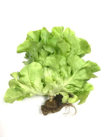 Why You Need A Grow Tent For Your Indoor Garden head of lettuce on white background