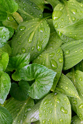 What Kind Of Ventilation Does Your Indoor Garden Need? wet leaves